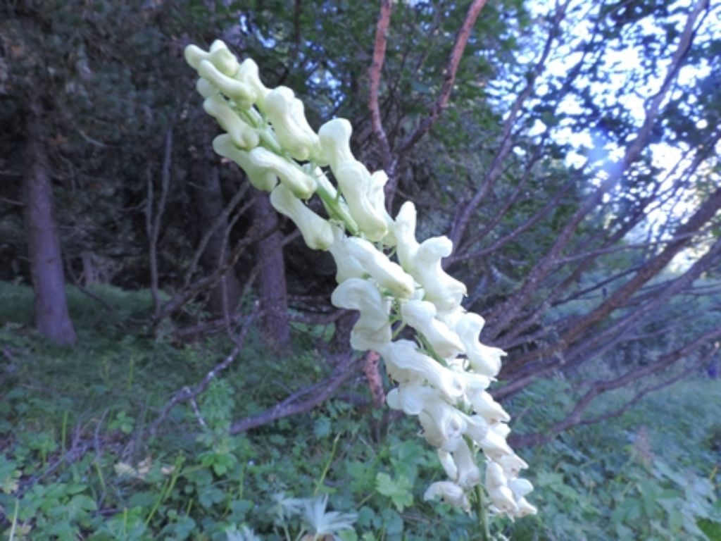 Aconitum lycoctonum